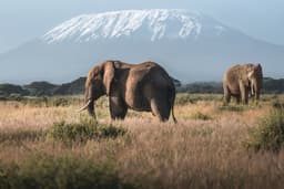 Kilimanjaro Image