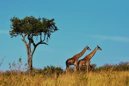 Serengeti Image