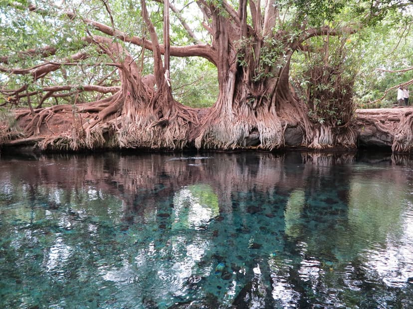 Lush fig trees surrounding the springs