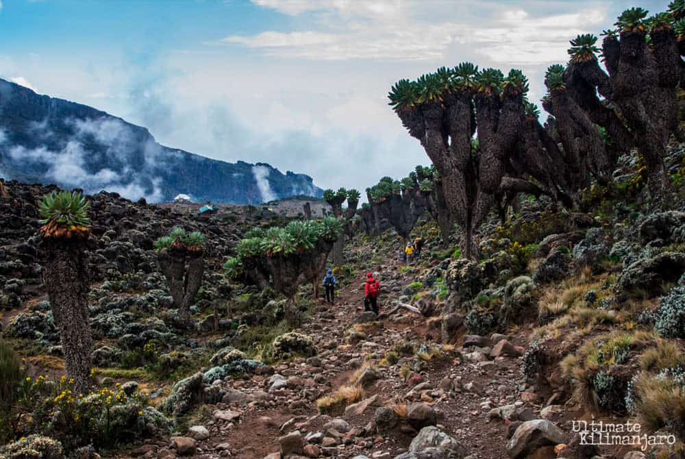 Lemosho Route Kilimanjaro