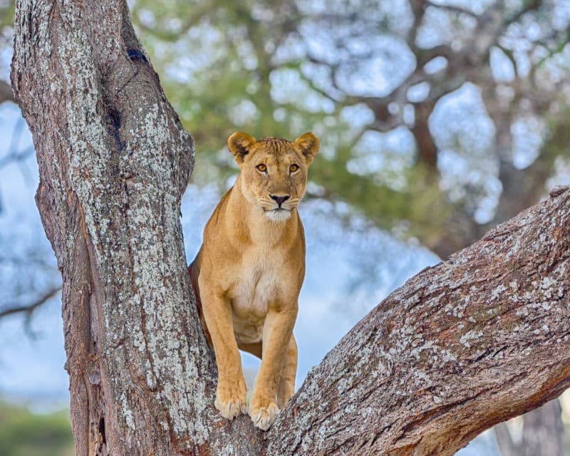 Lion in Serengeti