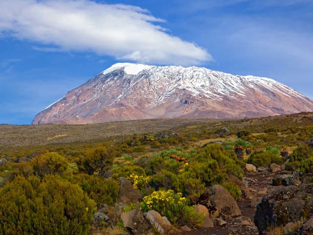 Rainforest section of Machame Route