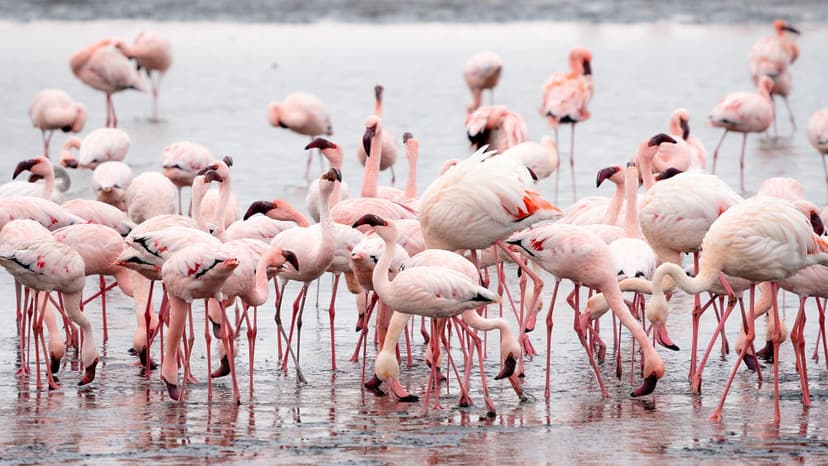 Flamingo flock