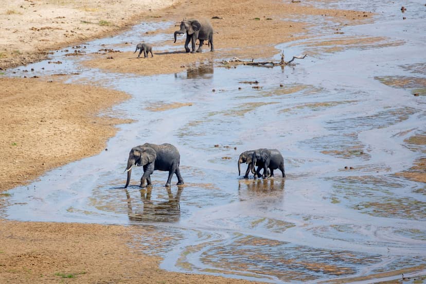 Great Migration in Serengeti