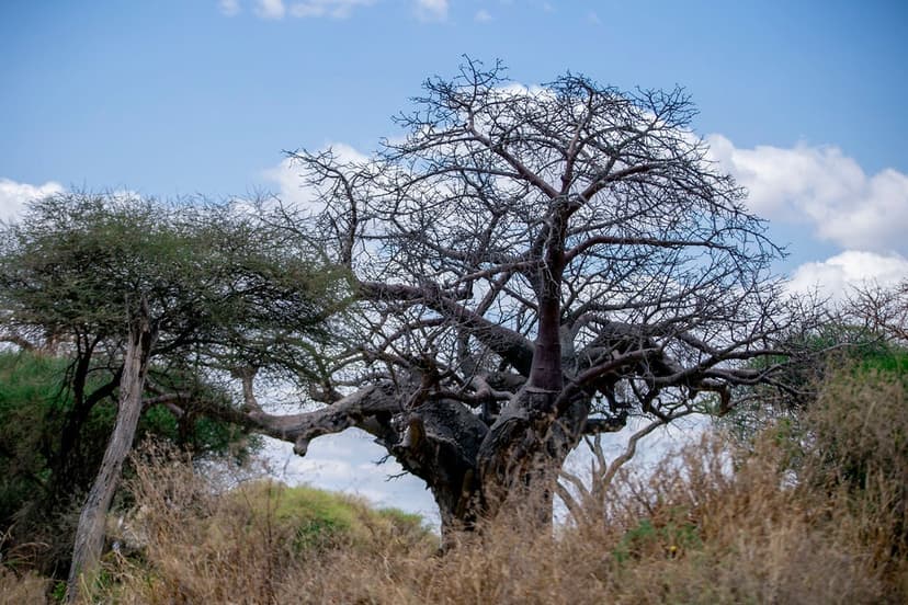 Luxury Lodge Accommodation