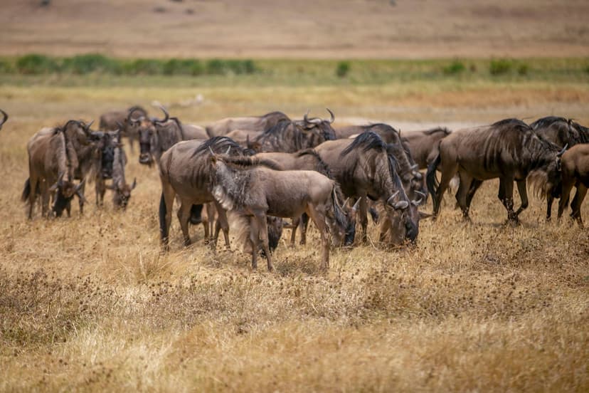 Ngorongoro Rhinos