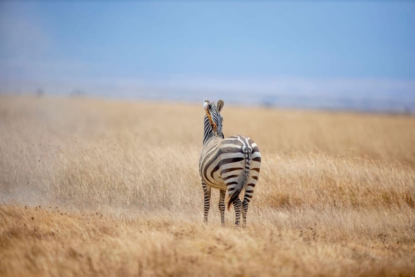 Ngorongoro Crater