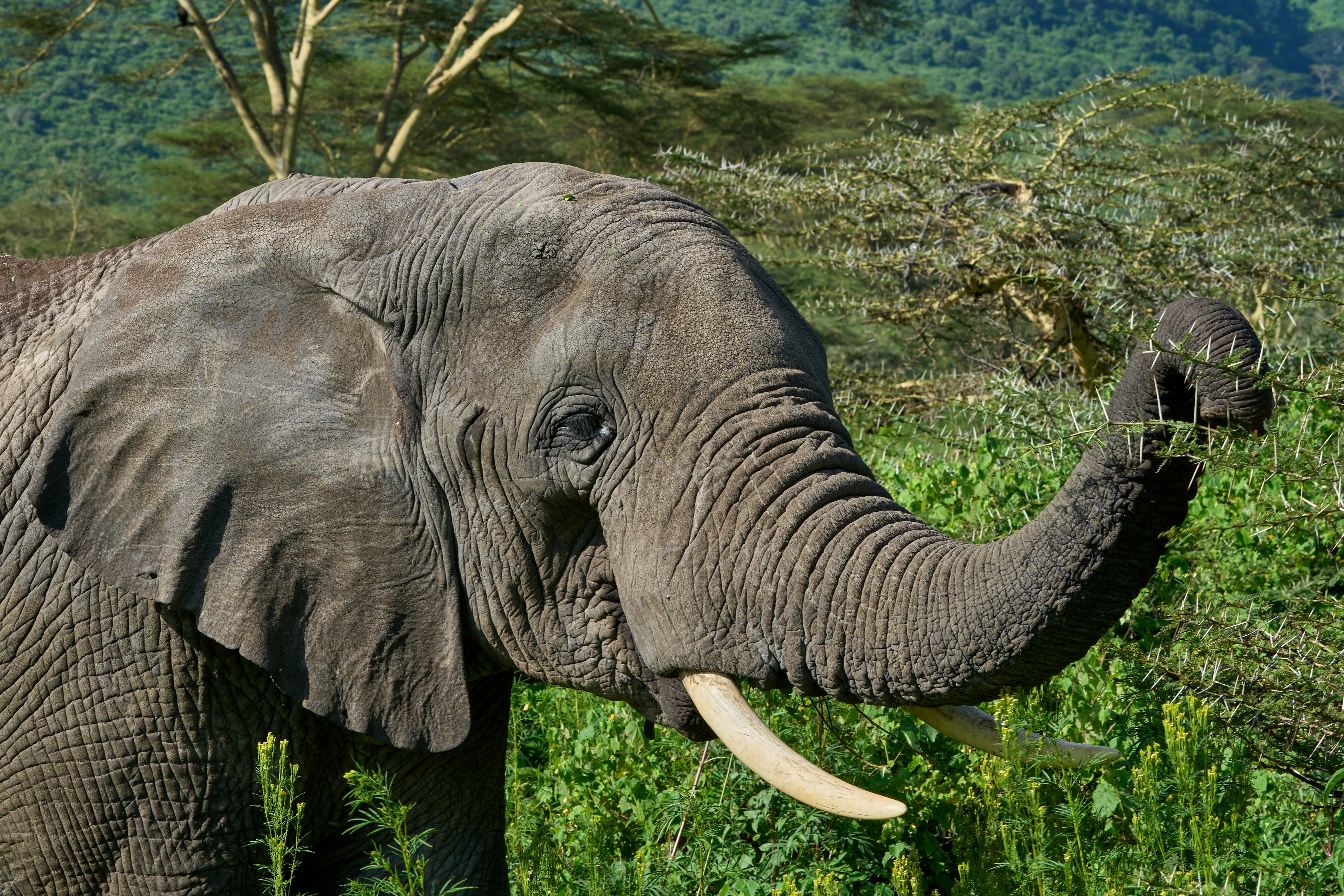 Meru edge safari : Arusha National park day adventure