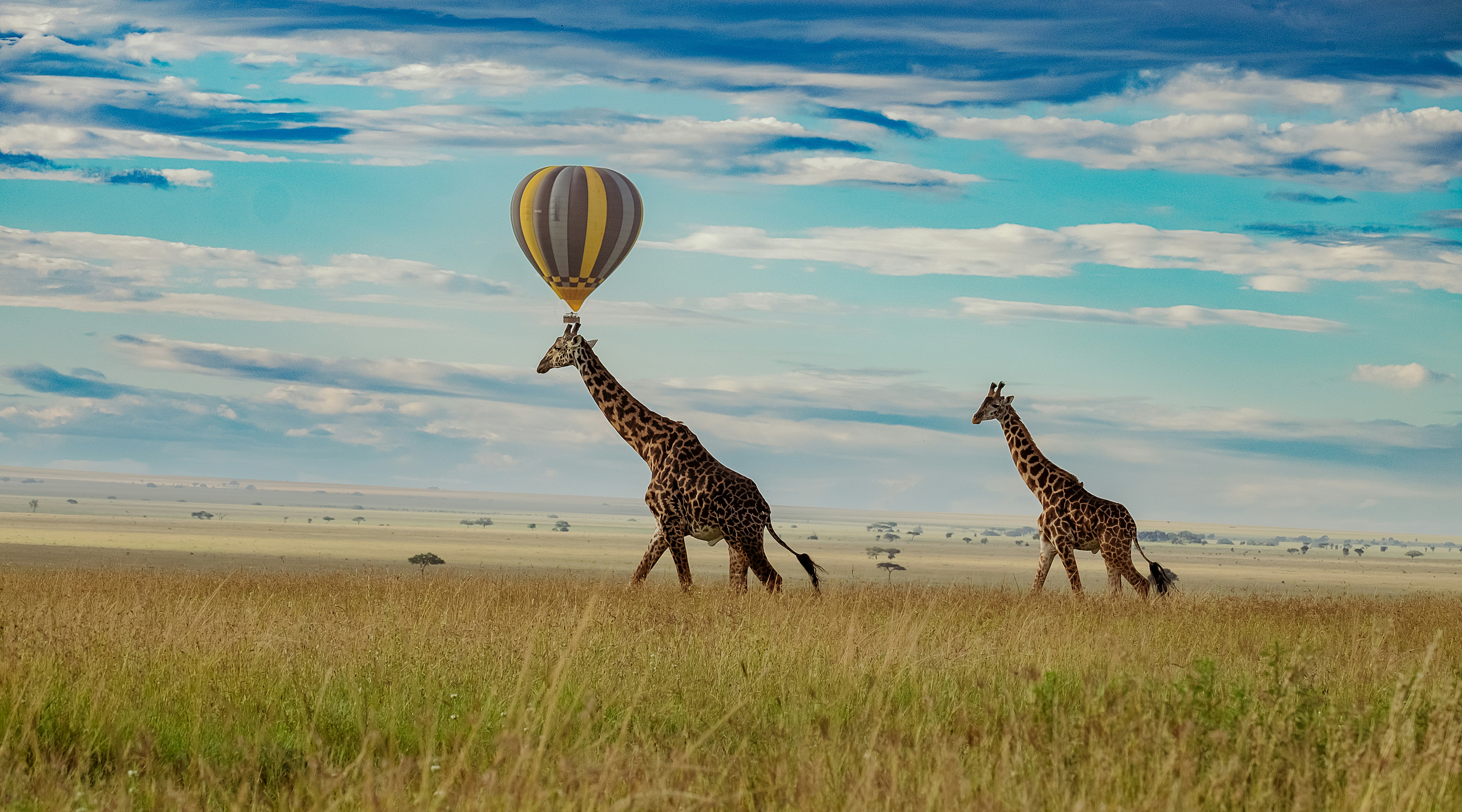 Compact Serengeti, Tarangire & Ngorongoro Safari
