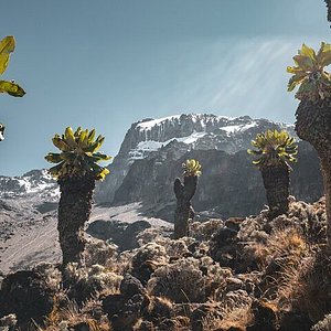  Trail of legends : 8 days lemosho route 