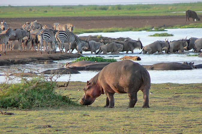 Tree tops & pink shores : Manyara day trip