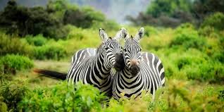 Heritage and habit : Ndarakwai ranch safari