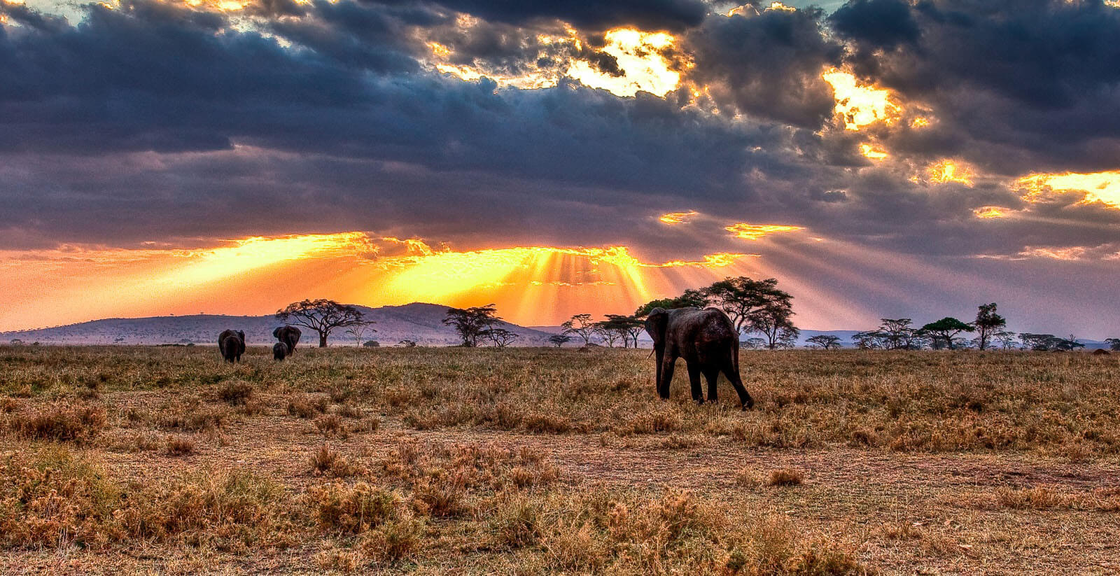 Serengeti and Zanzibar Luxury Tour