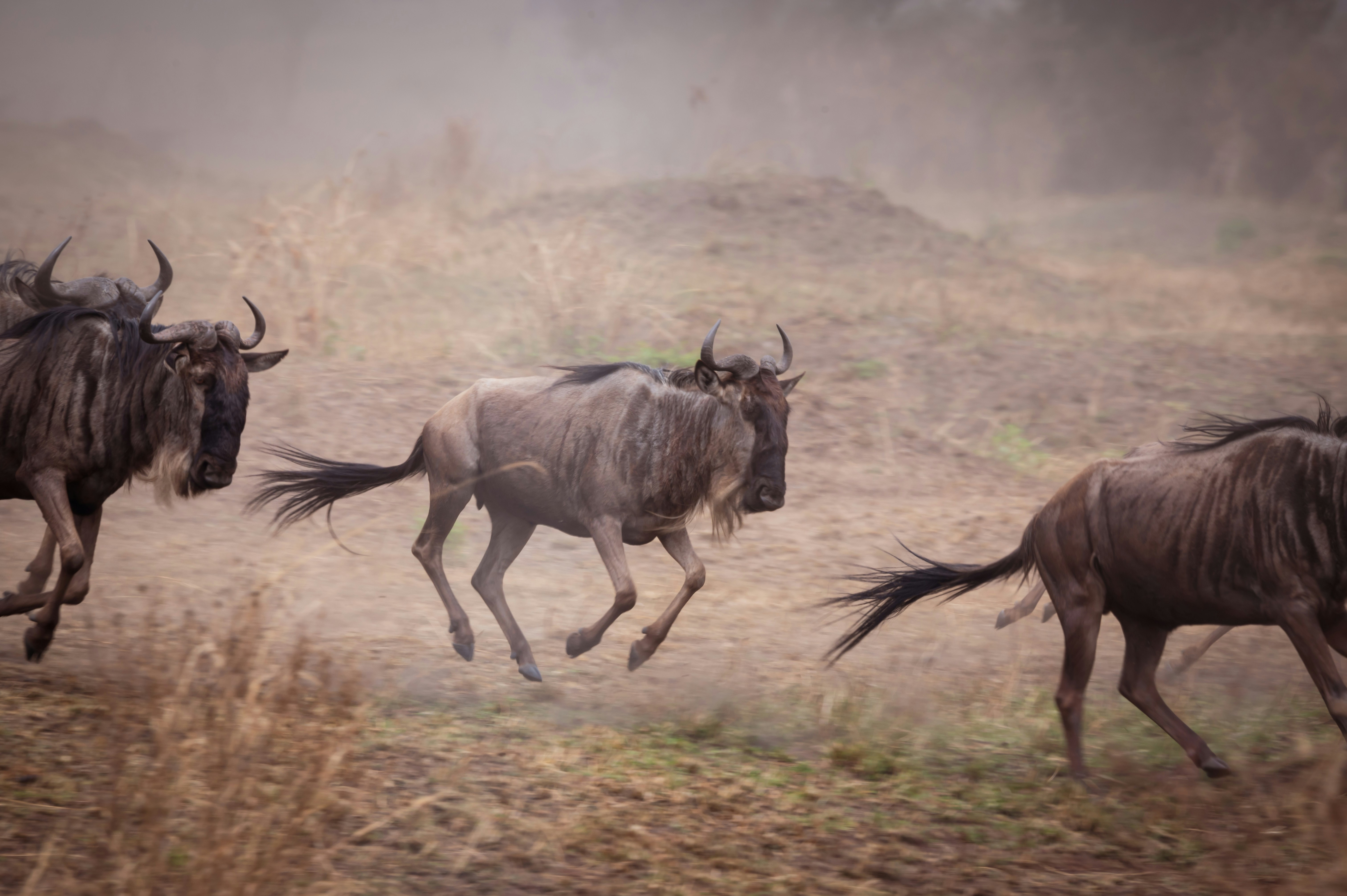 Great Wildebeest Migration Safari Adventure