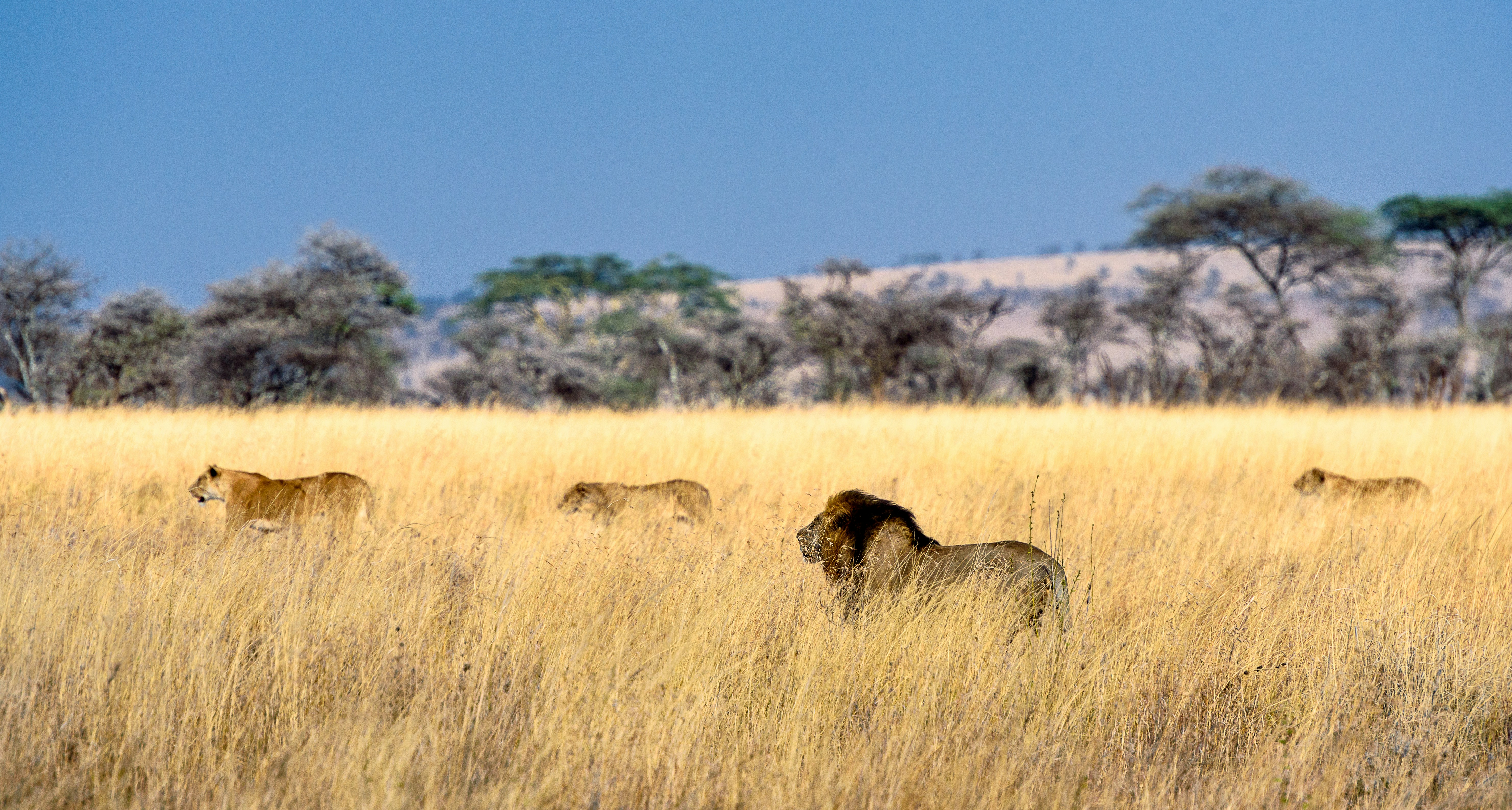 Serengeti (Ndutu) & Ngorongoro Safari