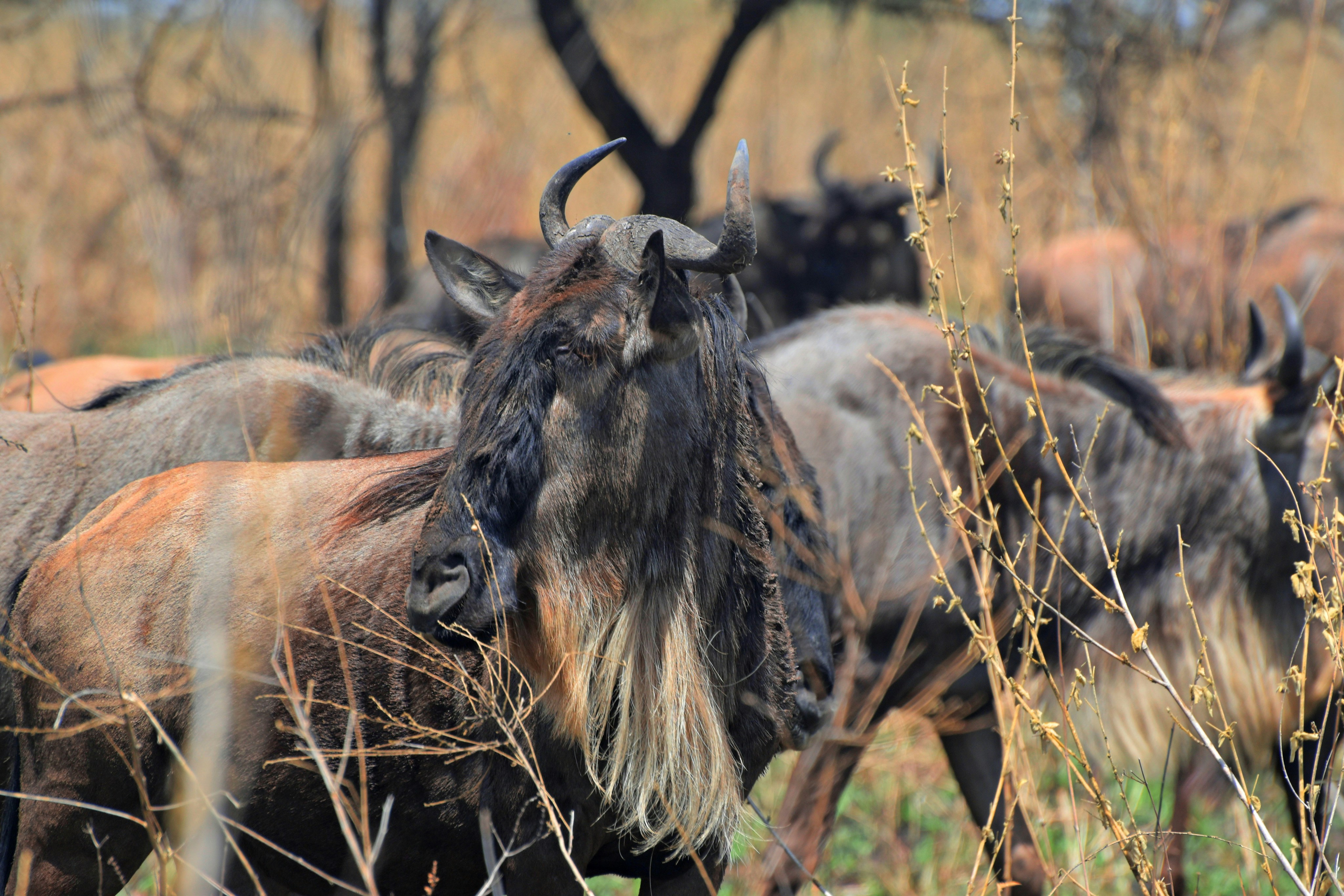 Serengeti, Tarangire & Ngorongoro Safari