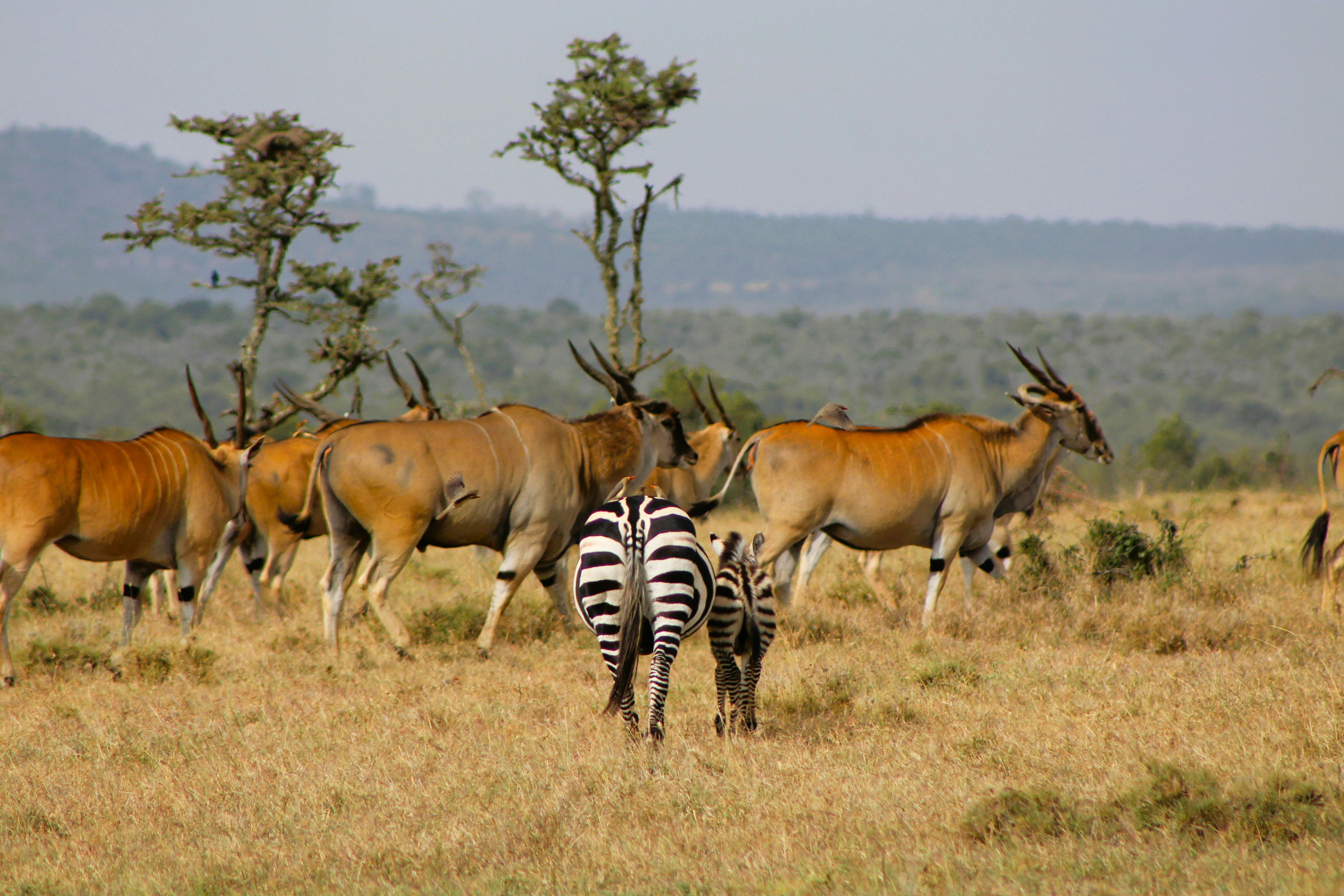Predators panorama : Seronera Safari