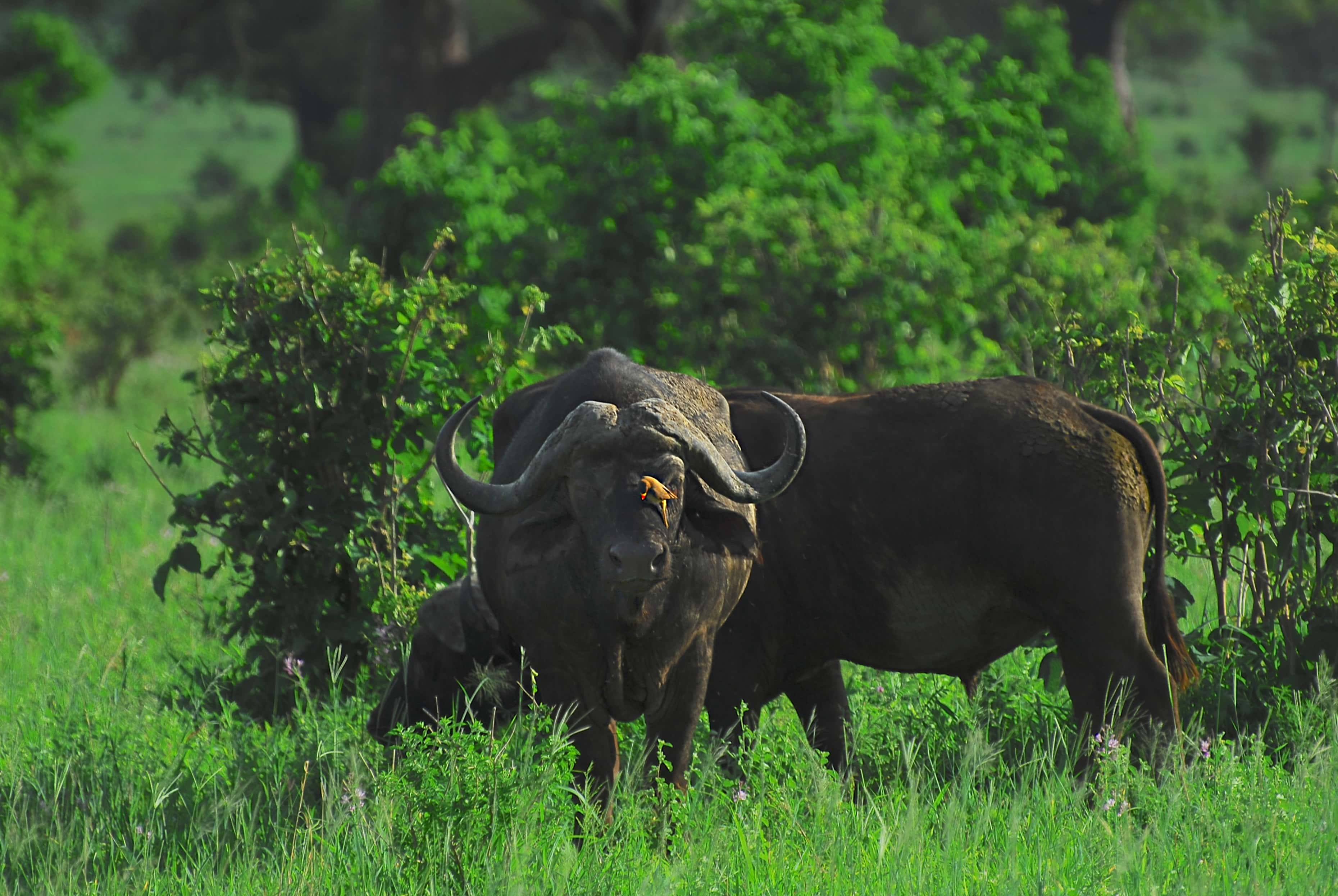 Tarangire, Serengeti & Ngorongoro Safari