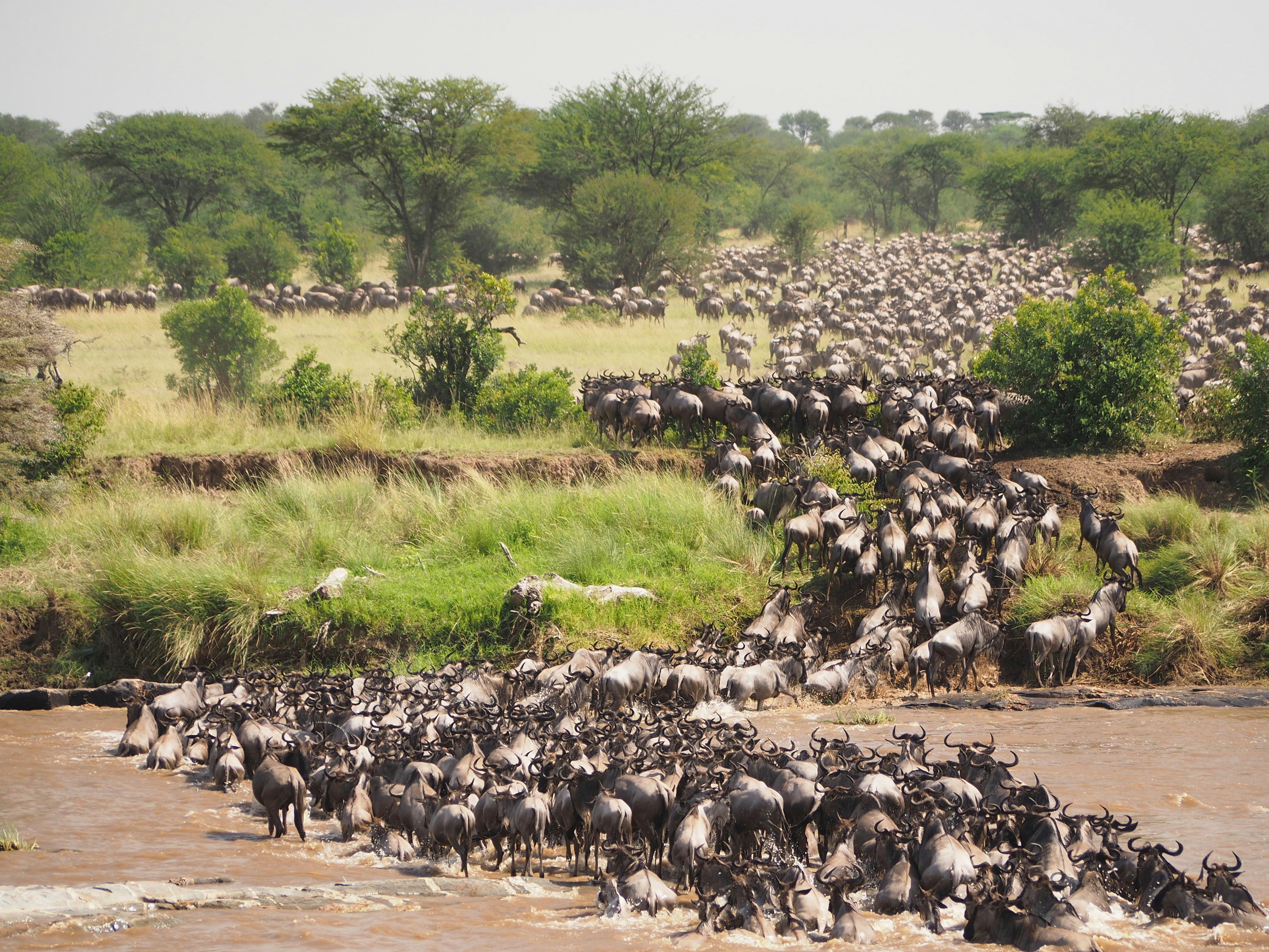 Extended Serengeti, Tarangire & Ngorongoro Safari
