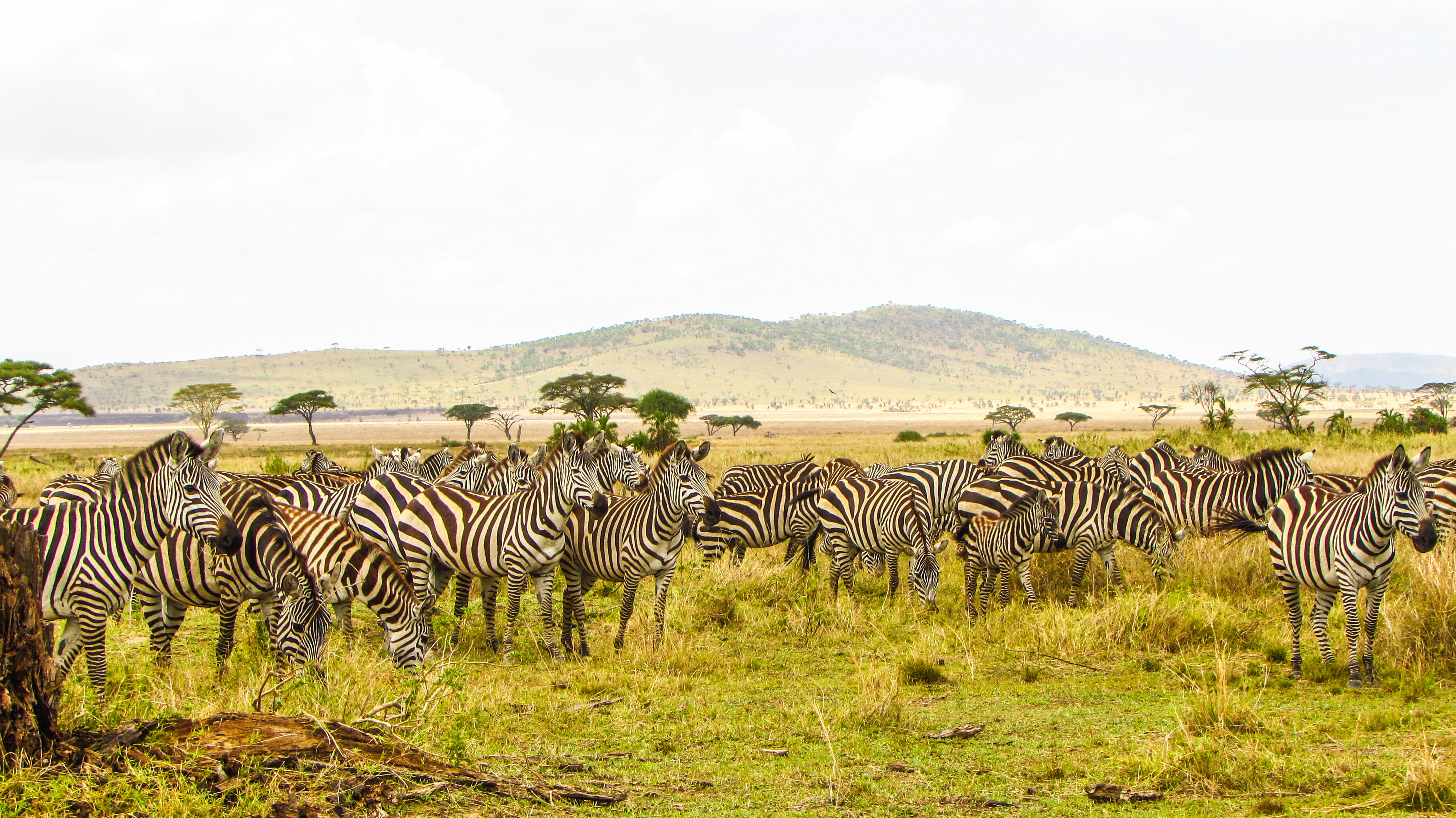 Serengeti zebra migration